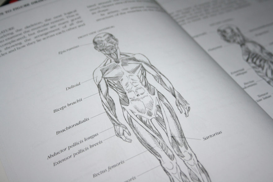 Muscles in Body Sketch
