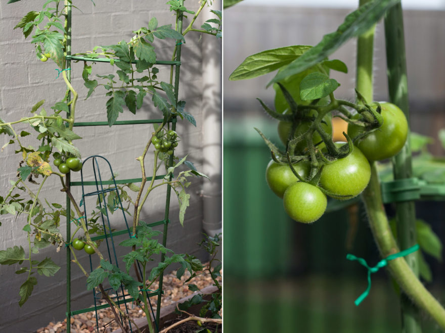 6 month catch-up - Tomato plant growing on trainer and close up