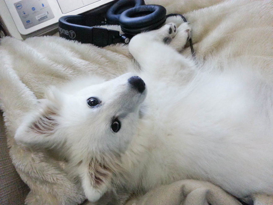 A year with Lucy, the Japanese Spitz - stealing my spot on the couch