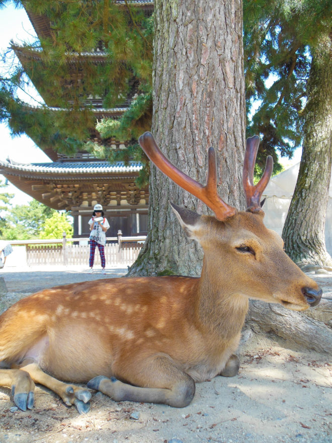 Japan Trip 2013 - Deer outside Kofukuji Temple in Nara
