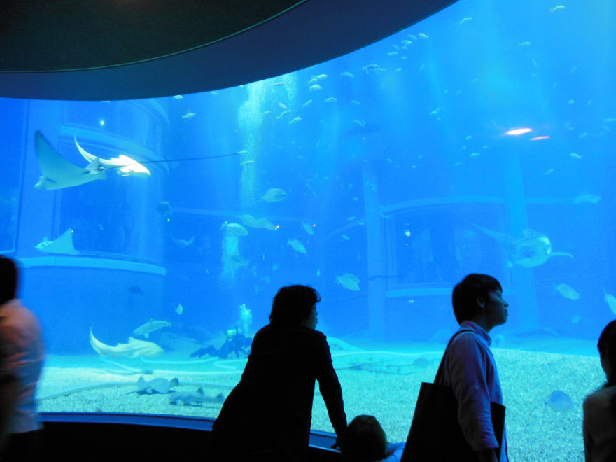 Japan Trip 2013 - The large tank in Osaka Aquarium