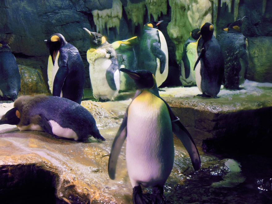 Japan Trip 2013 - Penguins at the Osaka Aquarium