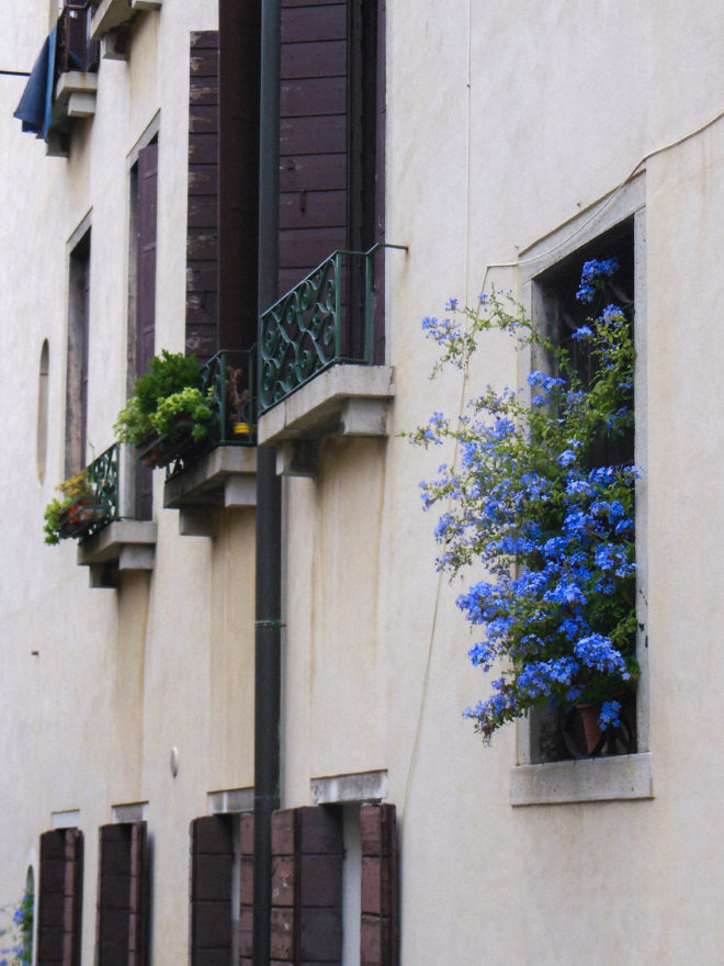 Venice - Flowers in the window