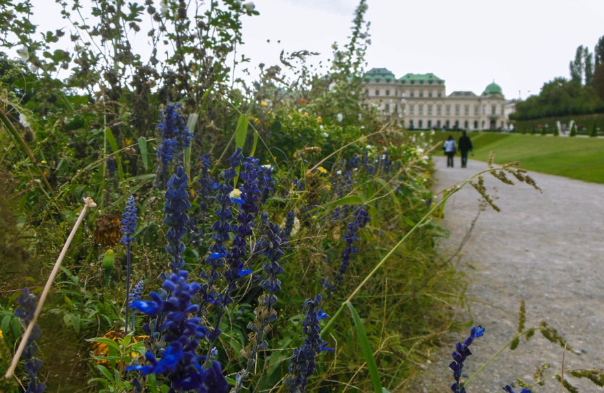 Austria 2016 - Schloss Belvedere garden flowers