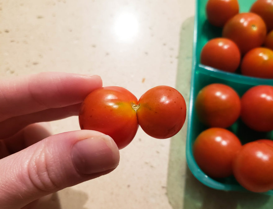 Two tomatoes merged together