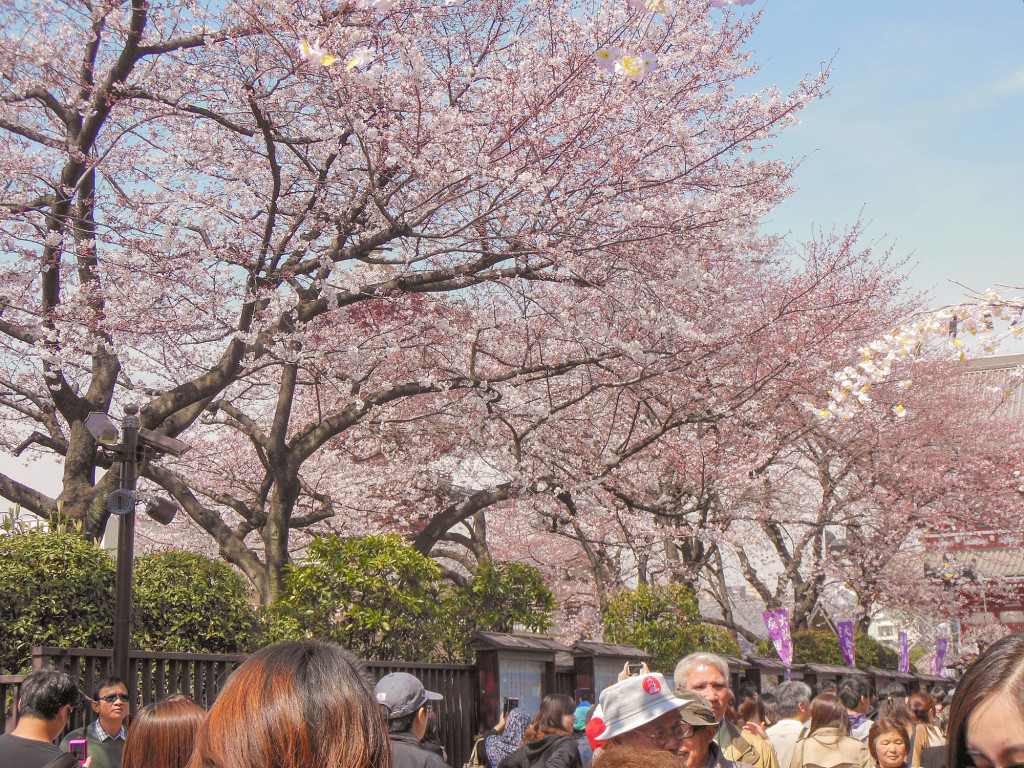 Japan Trip 2015 - Sakura / Cherry Blossoms at Nakamise Markets, Asakusa