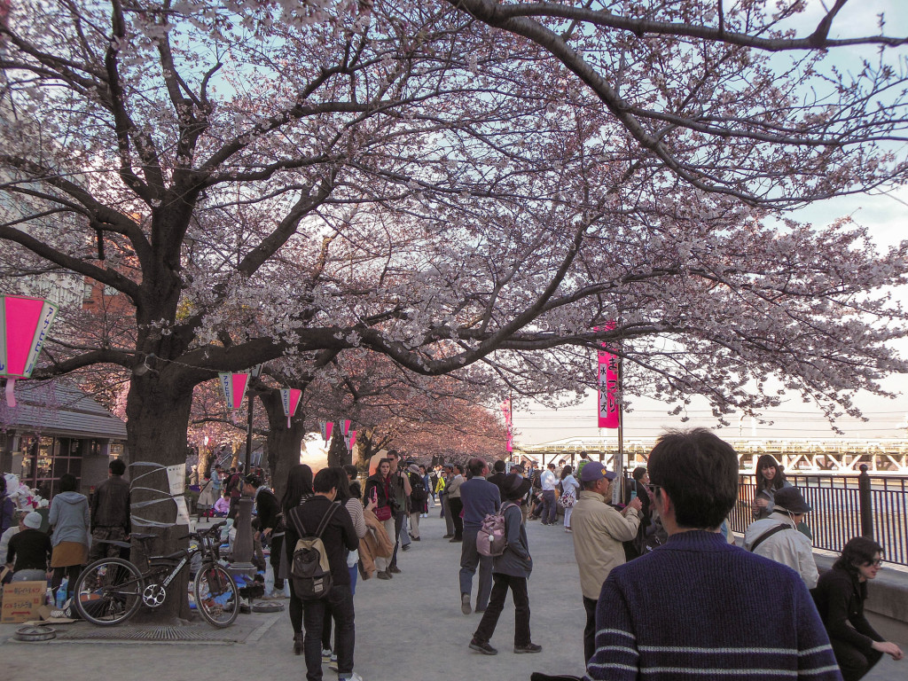 Japan Trip 2015 - Sakura / Cherry Blossoms in Sumida Park, Asakura