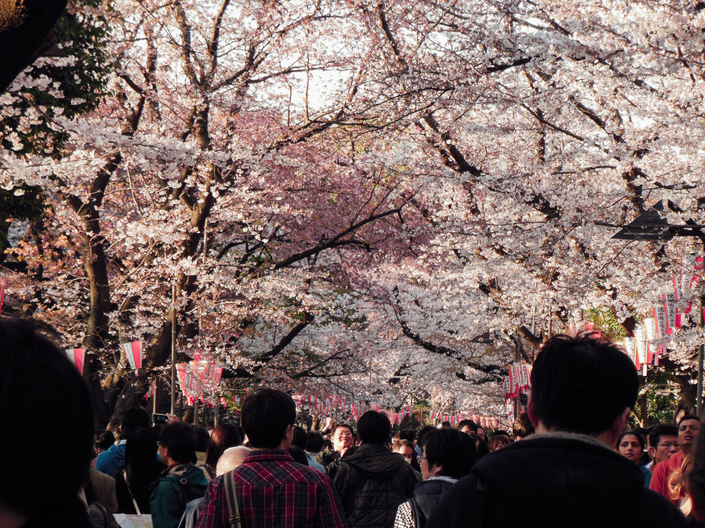 Japan Trip 2015 - Sakura / Cherry Blossoms in Ueno Park