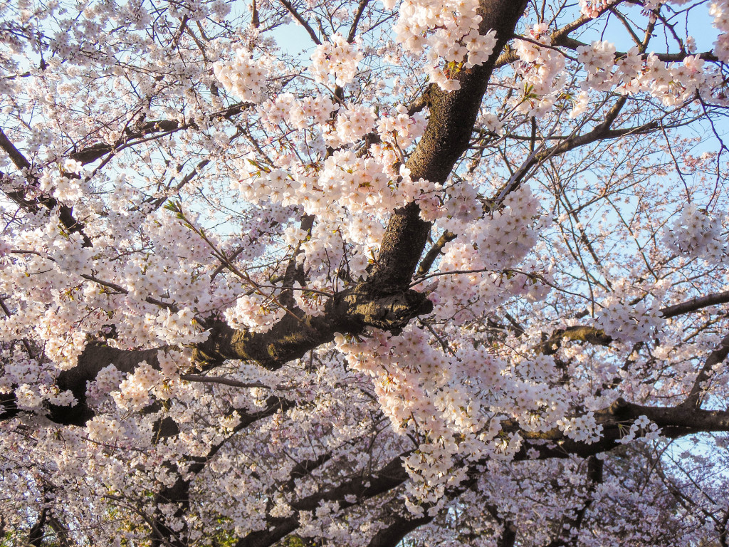Japan Trip 2015 - Sakura / Cherry Blossoms in Ueno Park