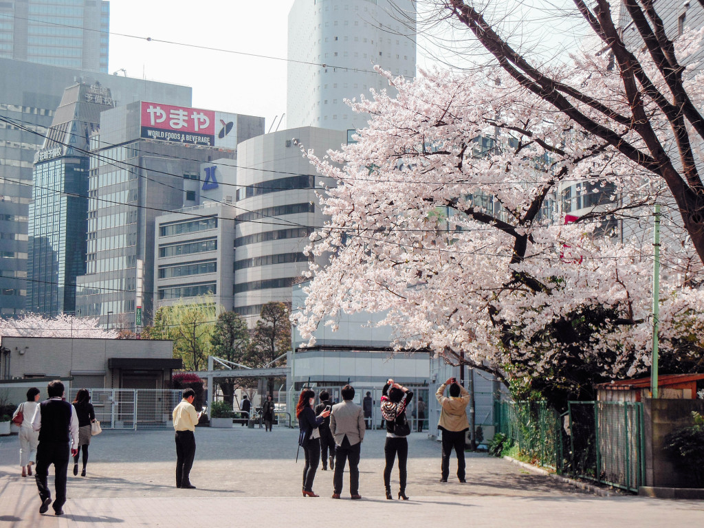 Japan Trip 2015 - Cherry blossoms / sakura in Shinjuku
