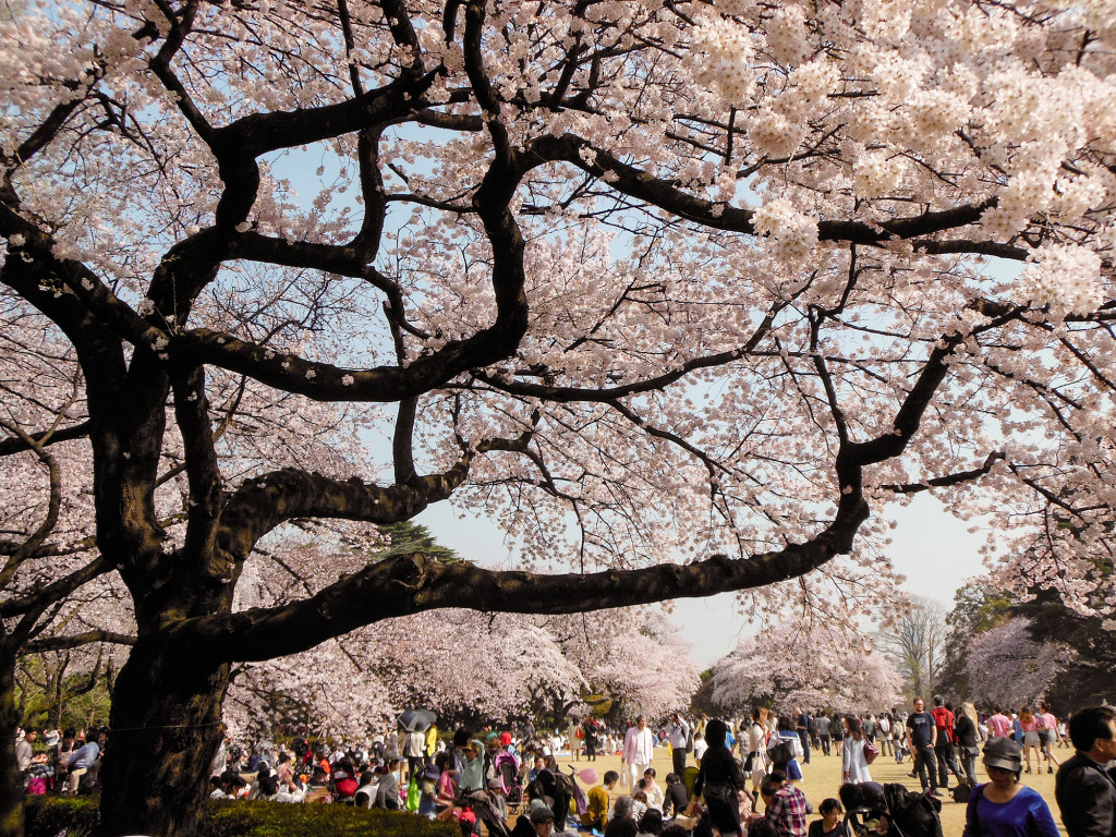 Japan Trip 2015 - Cherry Blossoms / Sakura in Shinjuku Gyoen