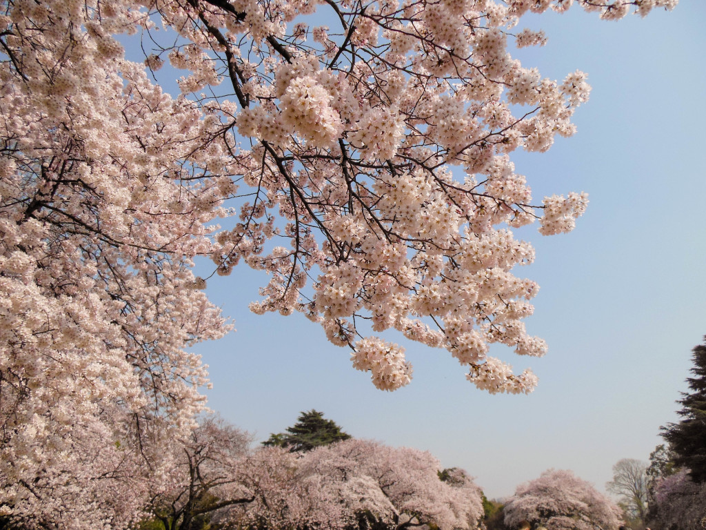 Japan Trip 2015 - Cherry Blossoms / Sakura in Shinjuku Gyoen