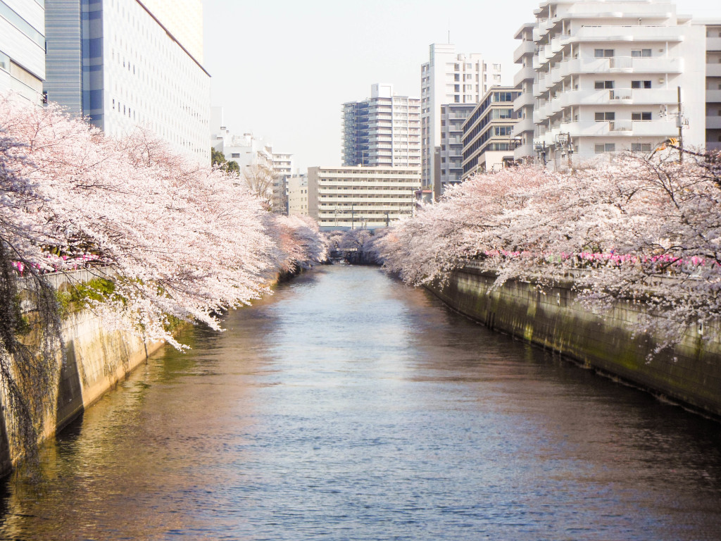 Japan Trip 2015 - Meguro River