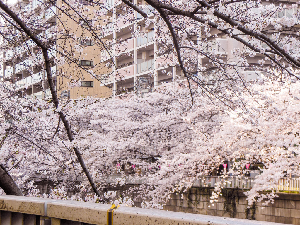 Japan Trip 2015 - Sakura / cherry blossoms on the Meguro River