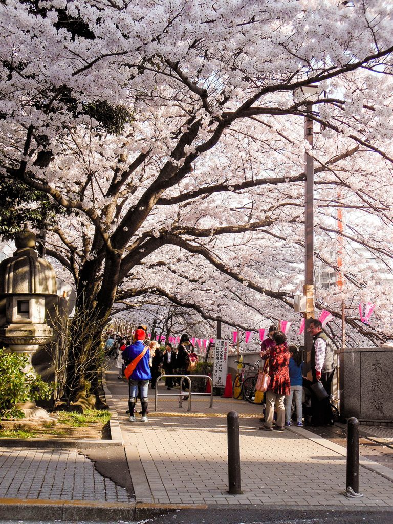 Japan Trip 2015 - Sakura / cherry blossoms on the Meguro River