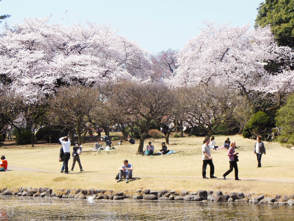 Japan Trip 2015 - Shinjuku Gyoen cherry blossoms / sakura