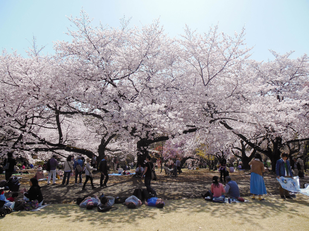 Japan Trip 2015 - Shinjuku Gyoen cherry blossoms / sakura