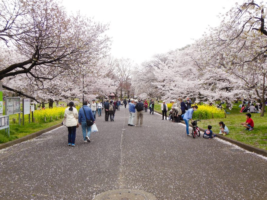 Japan Trip 2015 - Cherry blossoms in Koganei Park
