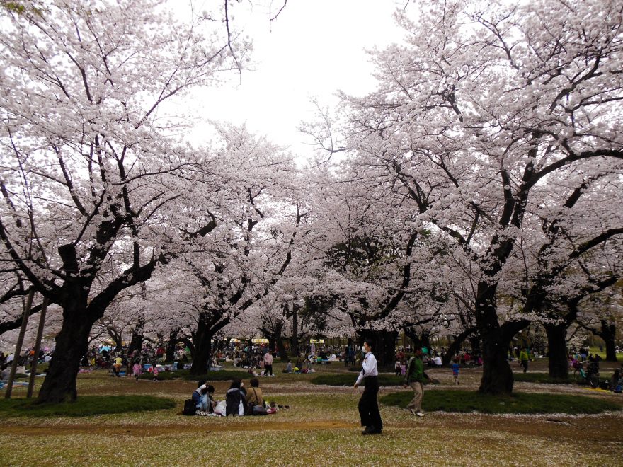 Japan Trip 2015 - Cherry blossoms in Koganei Park