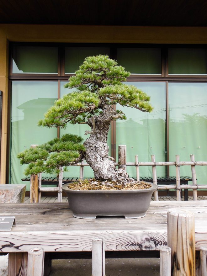 Japan Trip 2015 - Omiya Bonsai Art Museum