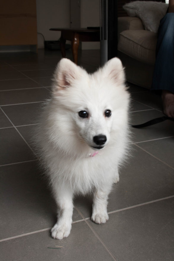 A year with Lucy, the Japanese Spitz - first day home