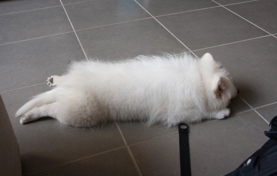 A year with Lucy, the Japanese Spitz - Sleepy puppy