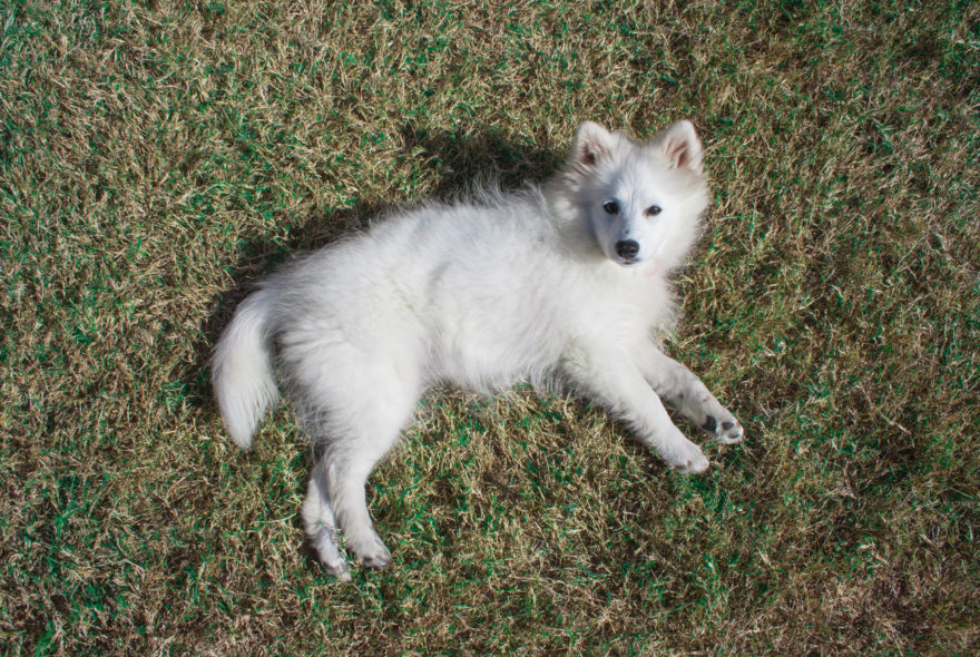 A year with Lucy, the Japanese Spitz - Laying out on the grass