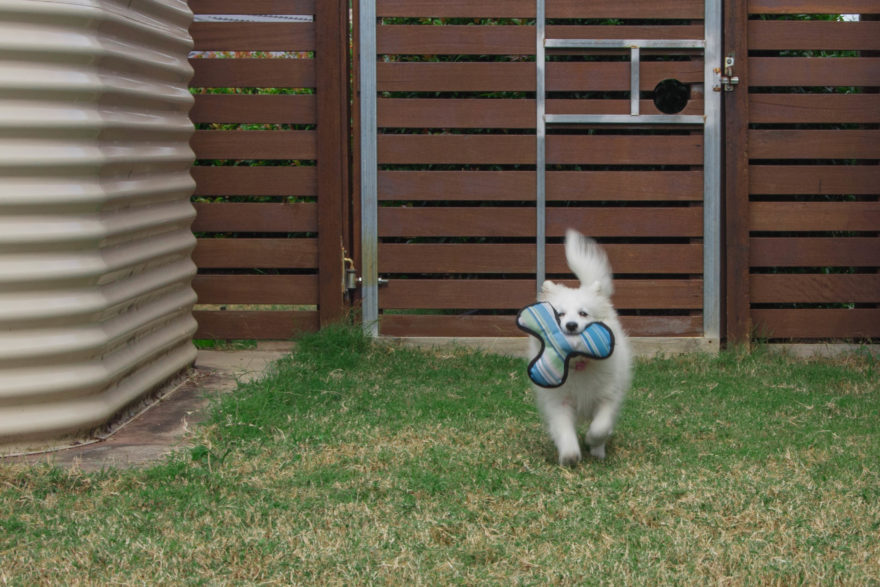 A year with Lucy, the Japanese Spitz - playing in the yard