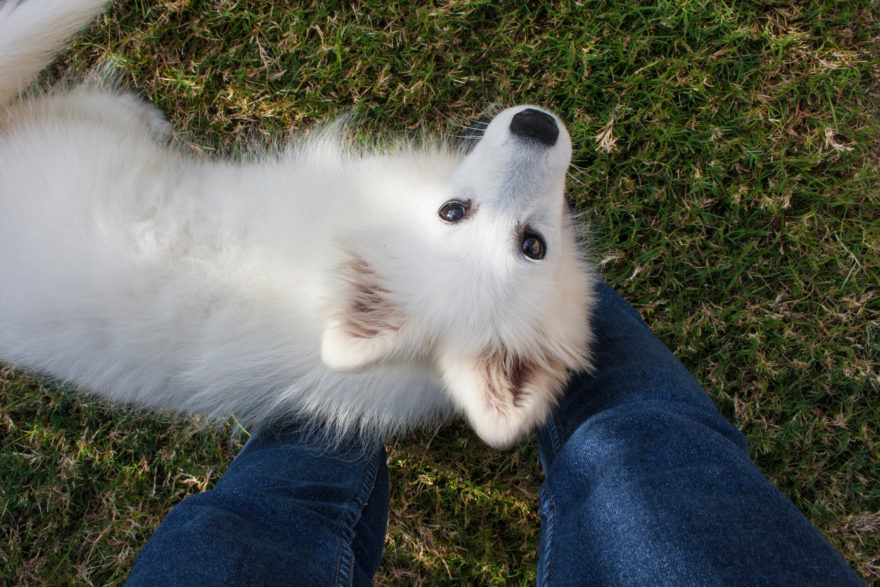 A year with Lucy, the Japanese Spitz - Looking up at me