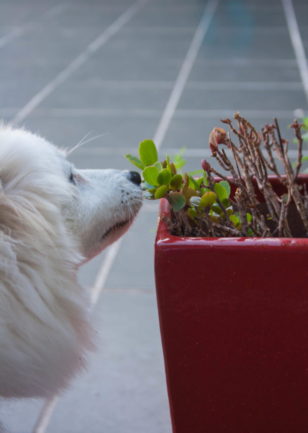 A year with Lucy, the Japanese Spitz - sniffing the plants