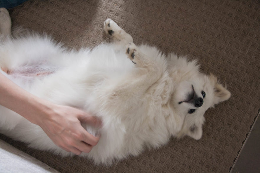 A year with Lucy, the Japanese Spitz - belly rub time