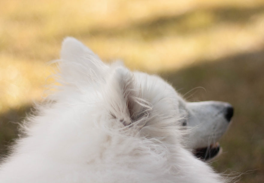 A year with Lucy, the Japanese Spitz - looking over the yard