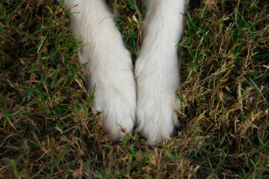 A year with Lucy, the Japanese Spitz - Her little paws