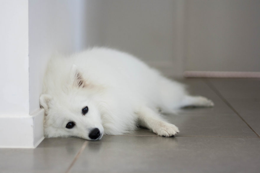 A year with Lucy, the Japanese Spitz - sleeping in the hallway